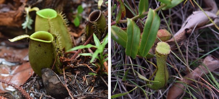 Links die Kannen mit der Form eines «bayerischen Bierkruges» am Boden von Nepenthes ampullaria und rechts die hängende längliche Kanne von Nepenthes gracilis.