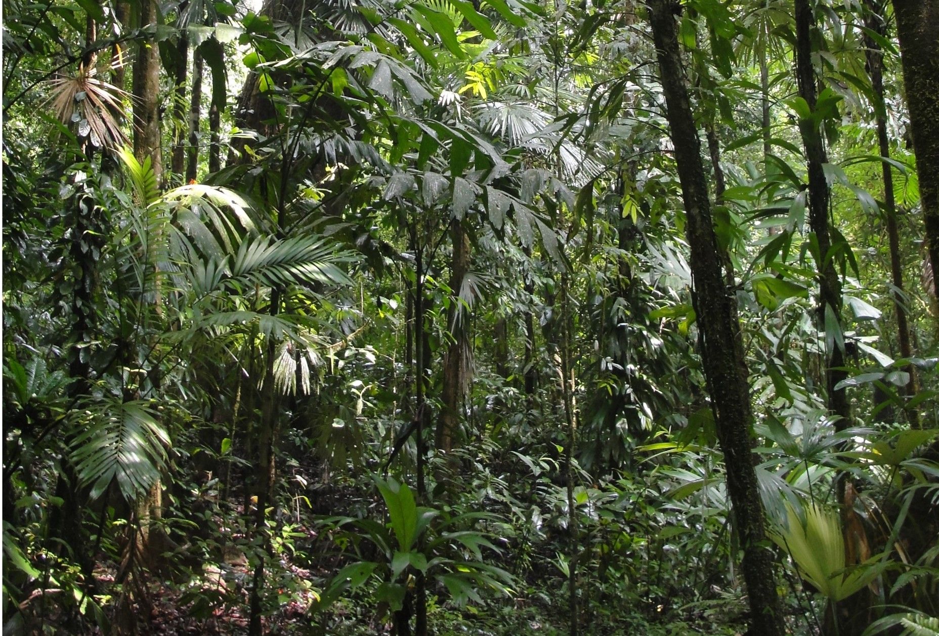 Dichter Regenwald mit verschiedenen Grüntönen.