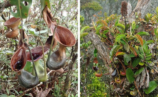 Links hängende Kannen von Nepenthes lowii und rechts eine Pflanze in blühendem Zustand.