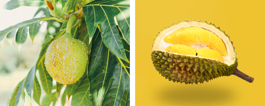 Links: Brotfrucht am Baum. Rechts: aufgeschnittene Brotfrucht.