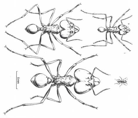 Illustration der Grössenunterschiede der gleichen Art.