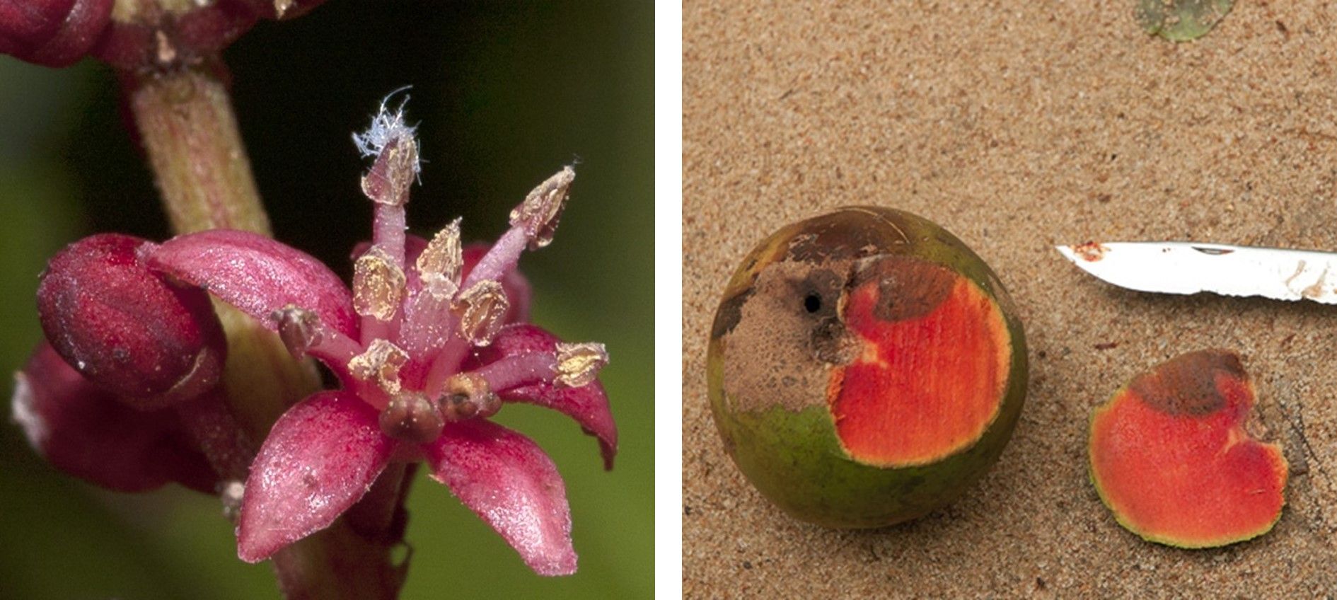 Blüte und Frucht der Panda oleosa.