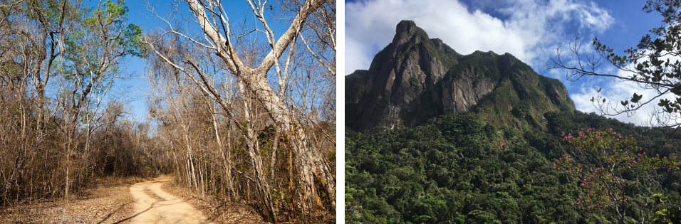 Links: Westlicher, trockener Laubwald. Rechts: Östlicher Regenwaldgürtel.