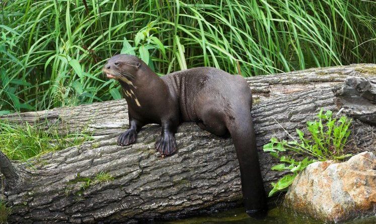 Ein Riesenflussotter sitzt auf einem Baumstamm im Wasser und zeigt seine beeindruckende Grösse.  