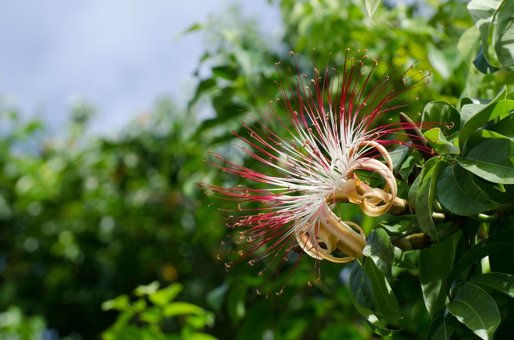 Fledermausblumen wie Pachira aquatica öffnen sich in der Dämmerung. Die Blüten locken die Fledermäuse mit einem scharfen, sauren Geruch an.