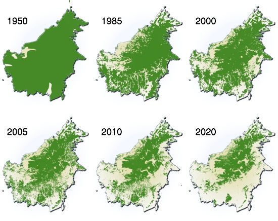 Borneo deforestation progress