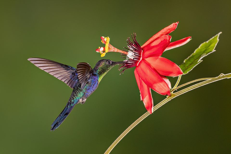 Violettkronennymphe im Urwald von Costa Rica
