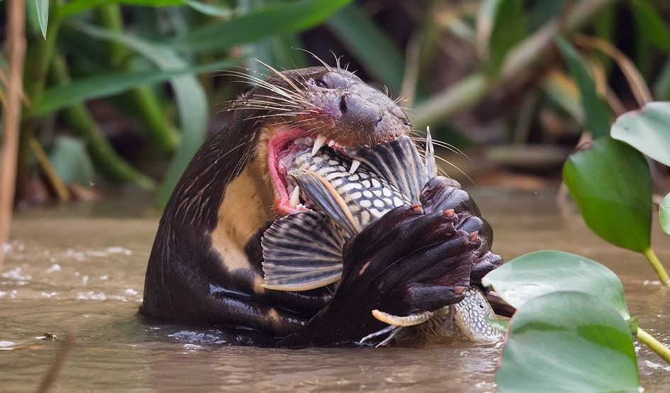 Ein Riesenotter frisst einen gestreiften Fisch im Wasser. Seine Pfoten und das Maul halten den Fisch fest.