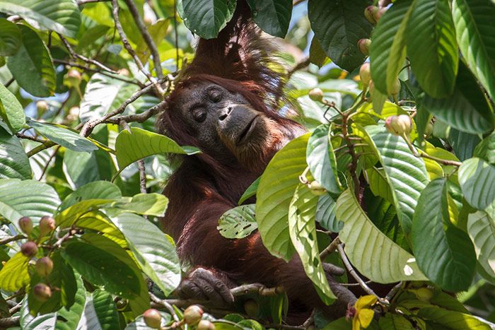 /Orang-Utan%20im%20Bl%C3%A4tterdach.